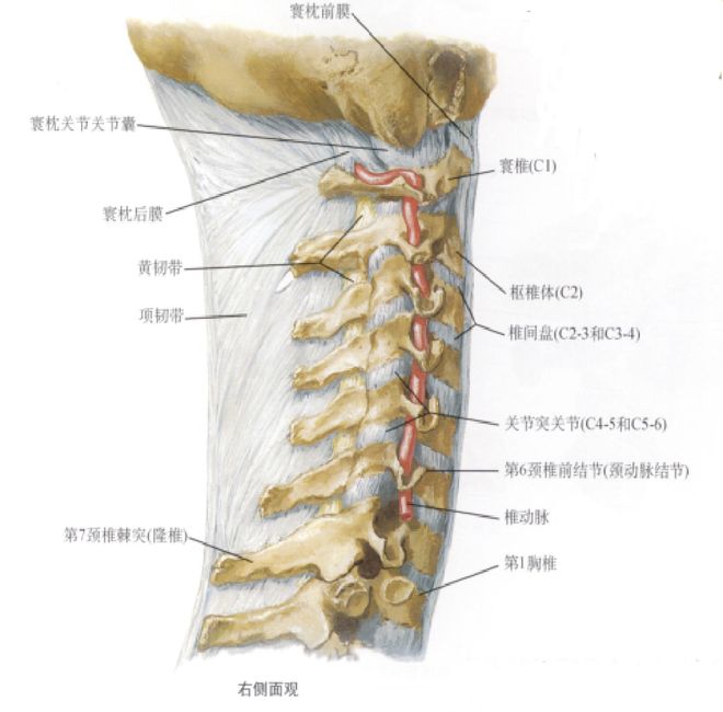 图文详解 | 脊柱解剖图谱