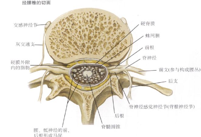 图文详解 | 脊柱解剖图谱