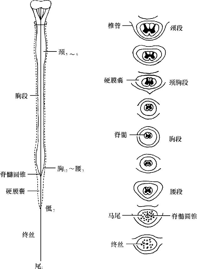 图文详解 | 脊柱解剖图谱