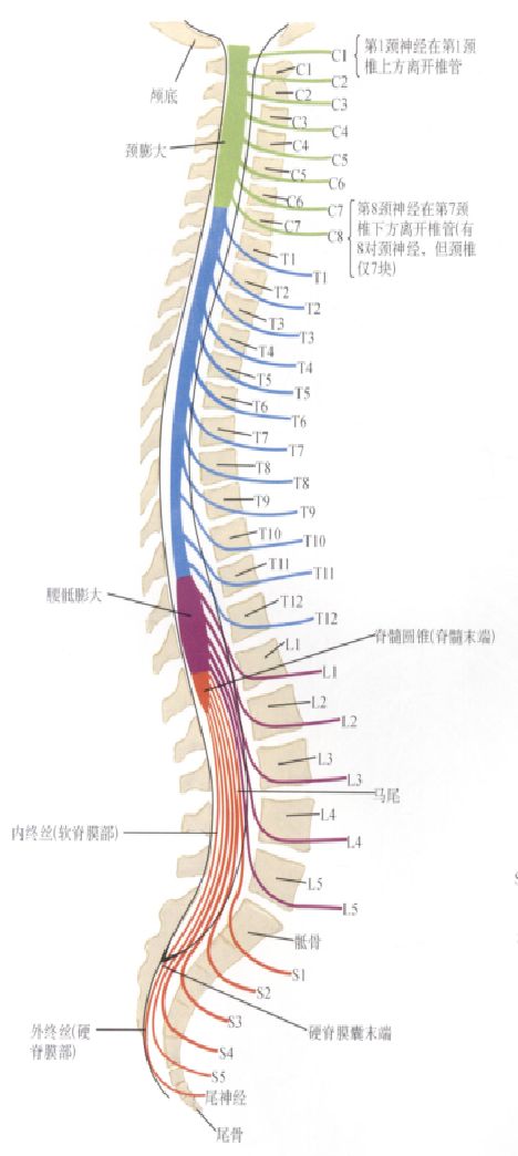 图文详解 | 脊柱解剖图谱