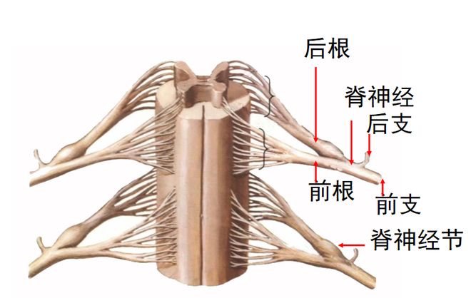 图文详解 | 脊柱解剖图谱