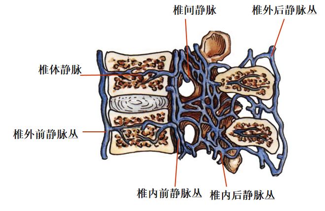 图文详解 | 脊柱解剖图谱