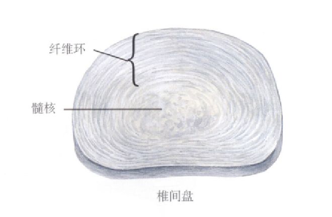 图文详解 | 脊柱解剖图谱