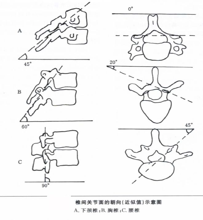 图文详解 | 脊柱解剖图谱