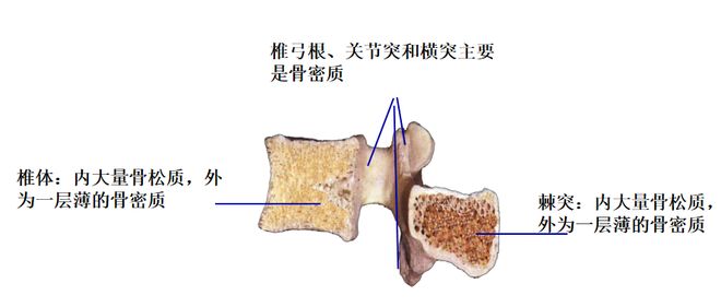图文详解 | 脊柱解剖图谱