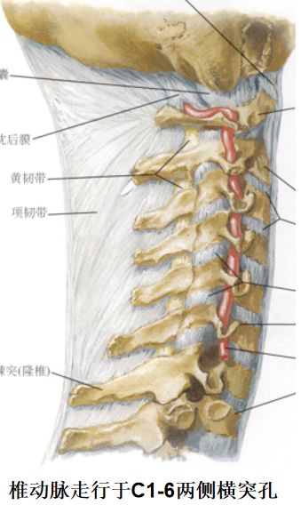 图文详解 | 脊柱解剖图谱