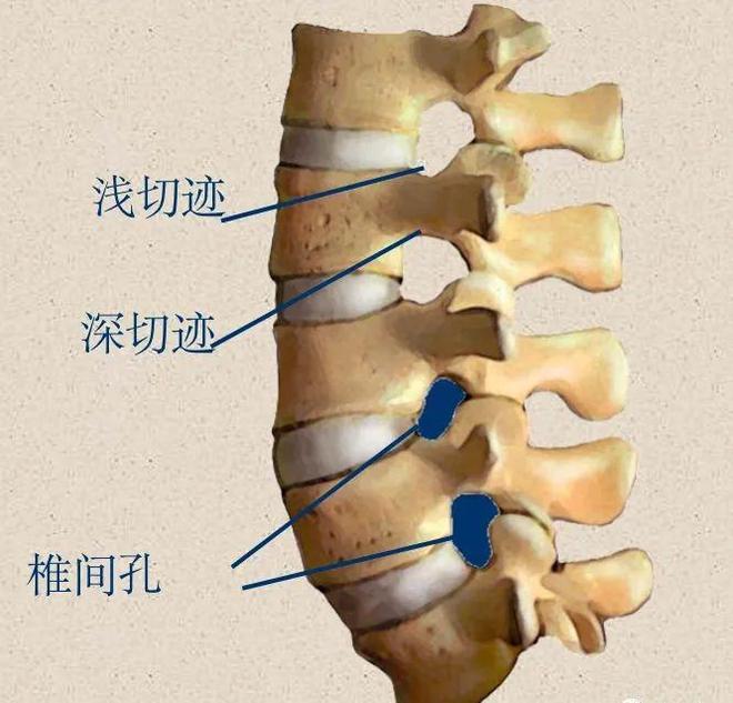 脊柱超详细解剖，高清图文影像！