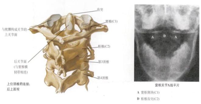 脊柱超详细解剖，高清图文影像！