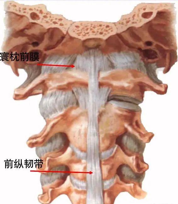 脊柱超详细解剖，高清图文影像！