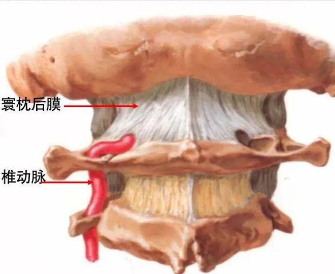 脊柱超详细解剖，高清图文影像！
