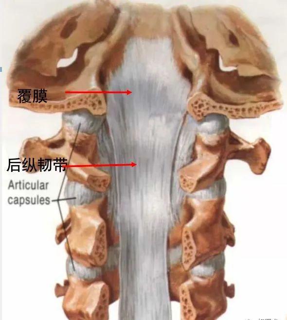 脊柱超详细解剖，高清图文影像！