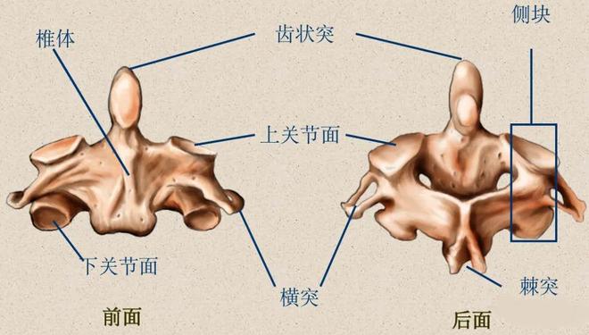 脊柱超详细解剖，高清图文影像！