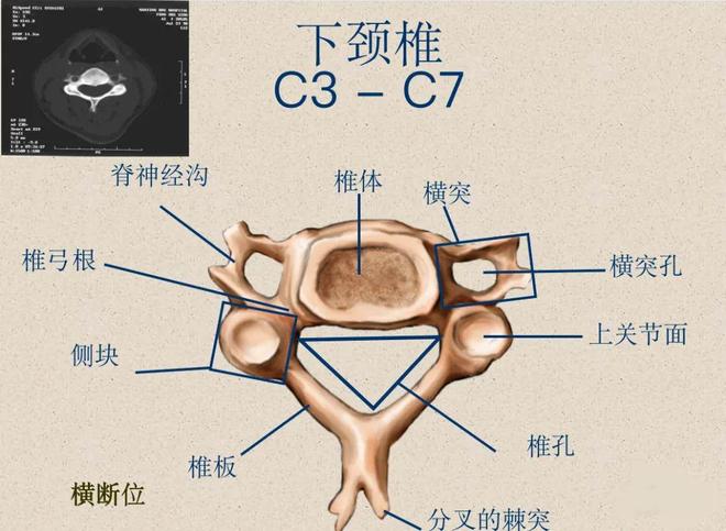脊柱超详细解剖，高清图文影像！