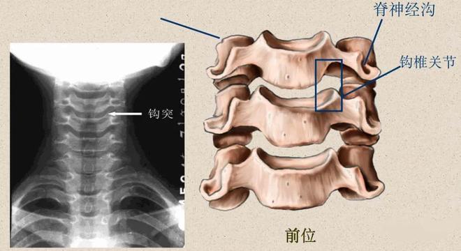 脊柱超详细解剖，高清图文影像！