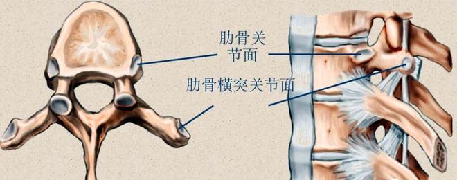 脊柱超详细解剖，高清图文影像！