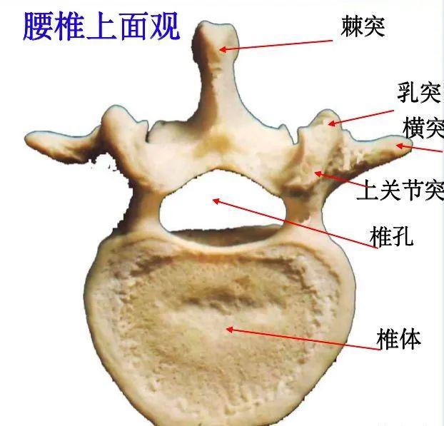 脊柱超详细解剖，高清图文影像！