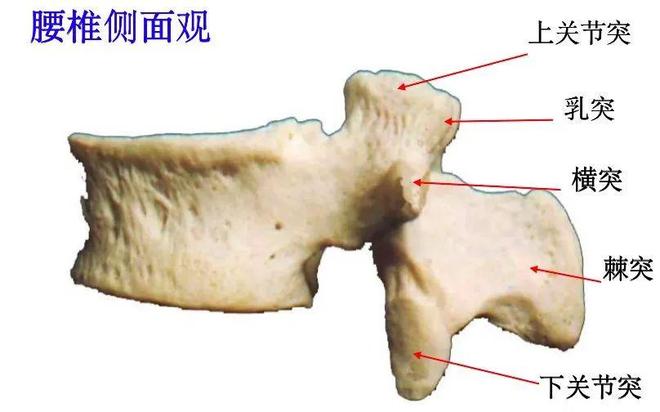 脊柱超详细解剖，高清图文影像！