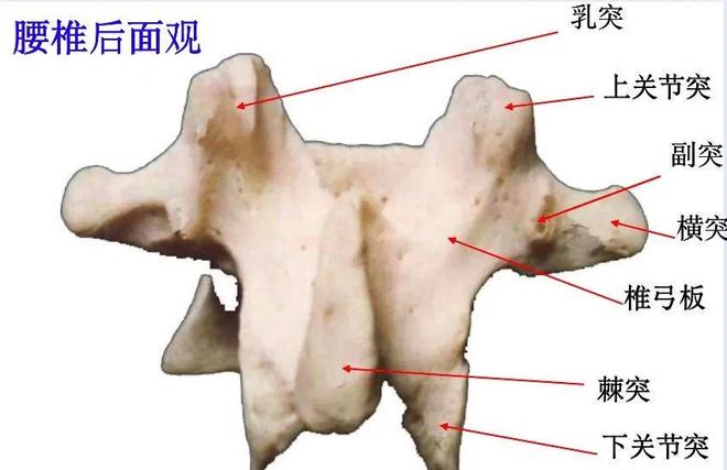 脊柱超详细解剖，高清图文影像！