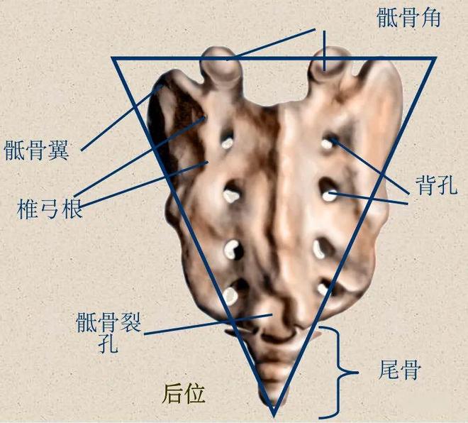 脊柱超详细解剖，高清图文影像！