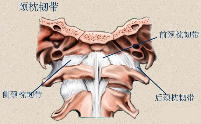 脊柱超详细解剖，高清图文影像！