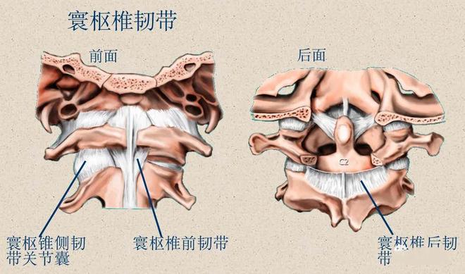 脊柱超详细解剖，高清图文影像！