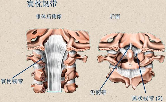 脊柱超详细解剖，高清图文影像！