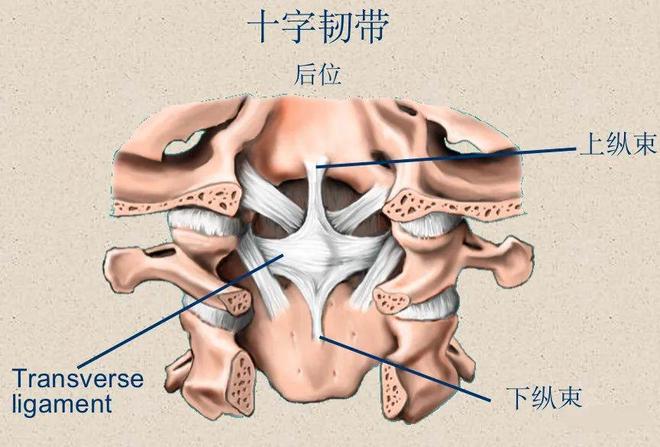 脊柱超详细解剖，高清图文影像！