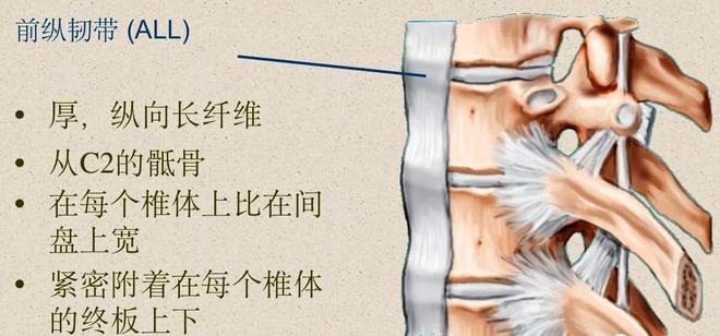 脊柱超详细解剖，高清图文影像！