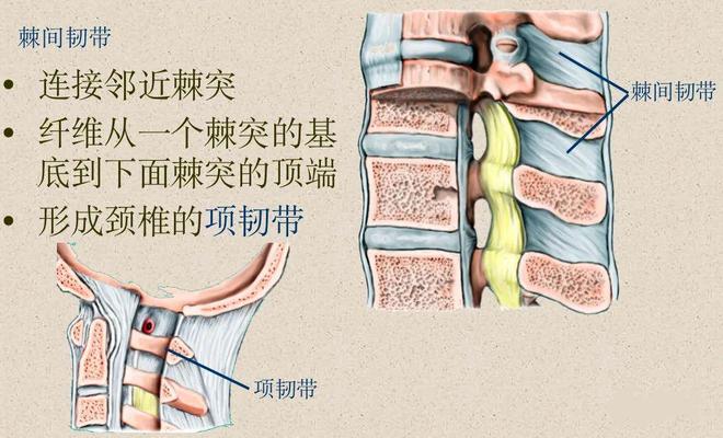 脊柱超详细解剖，高清图文影像！