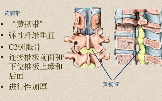 脊柱超详细解剖，高清图文影像！