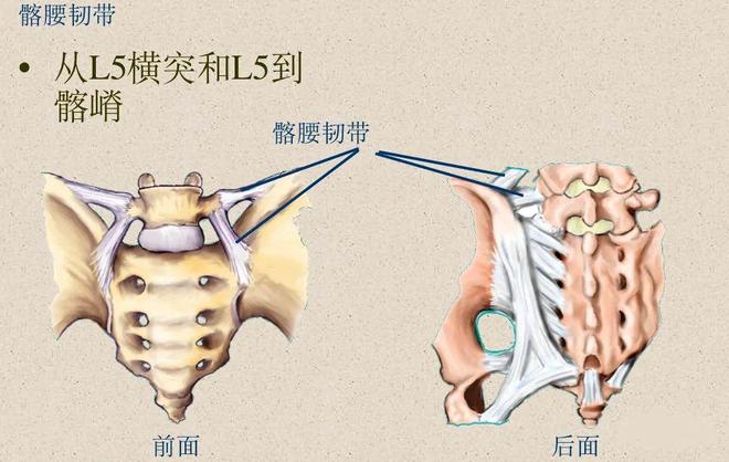 脊柱超详细解剖，高清图文影像！