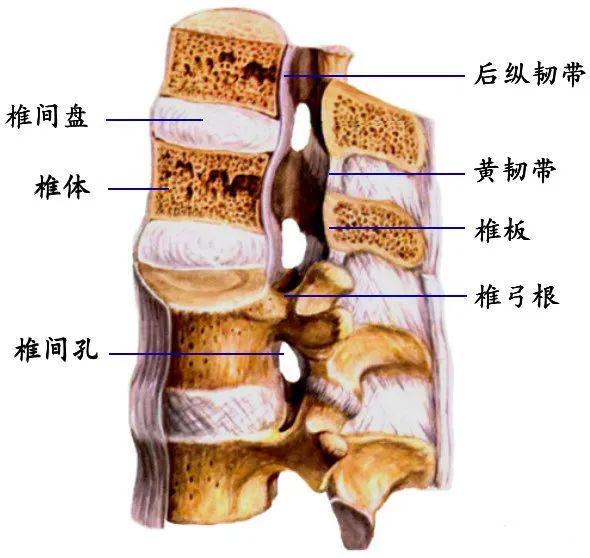 脊柱超详细解剖，高清图文影像！