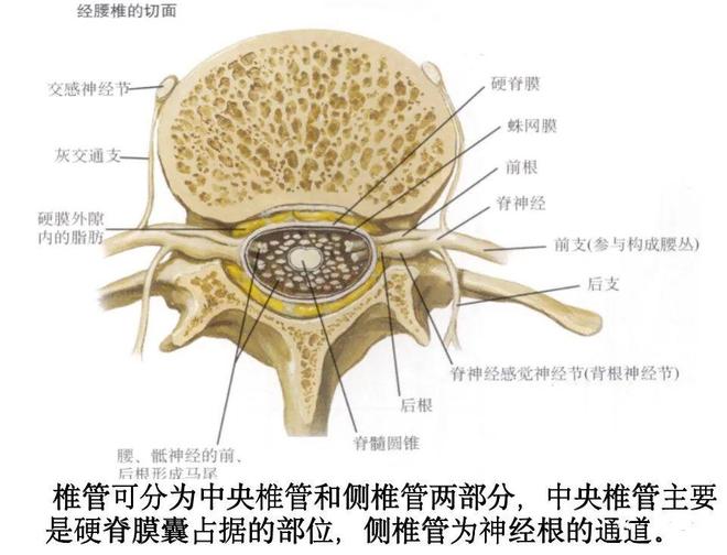 脊柱超详细解剖，高清图文影像！
