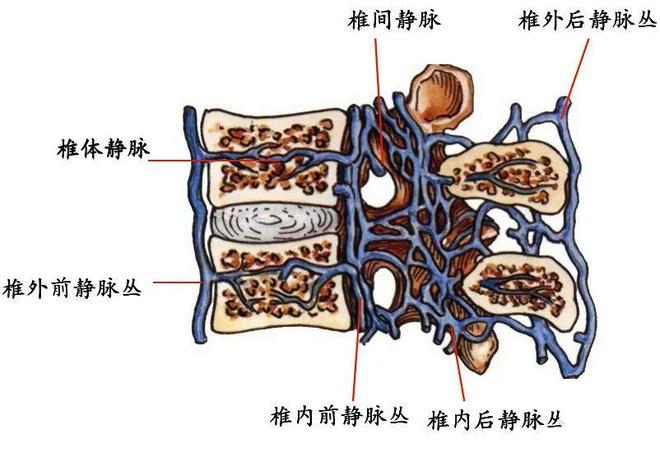 脊柱超详细解剖，高清图文影像！