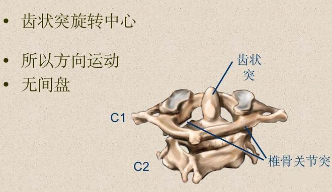 脊柱超详细解剖，高清图文影像！