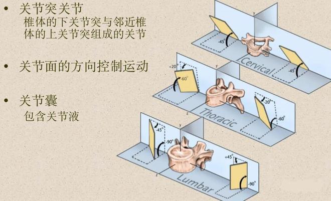 脊柱超详细解剖，高清图文影像！