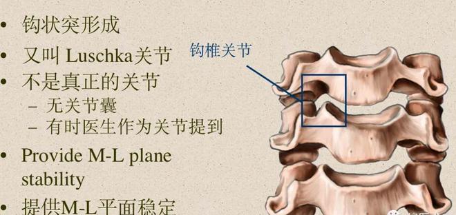 脊柱超详细解剖，高清图文影像！