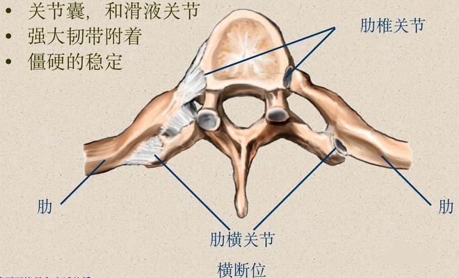 脊柱超详细解剖，高清图文影像！