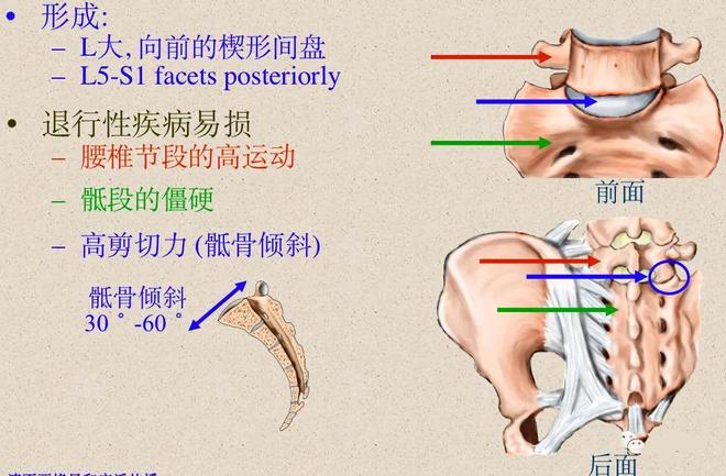 脊柱超详细解剖，高清图文影像！