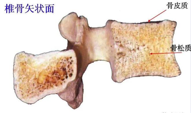 脊柱超详细解剖，高清图文影像！