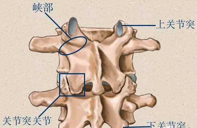脊柱超详细解剖，高清图文影像！