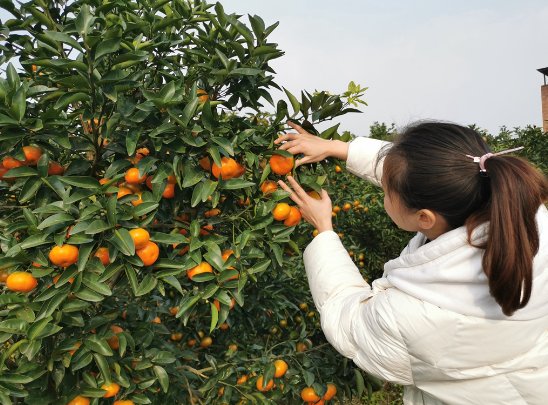 重庆长寿：山水间描绘振兴图