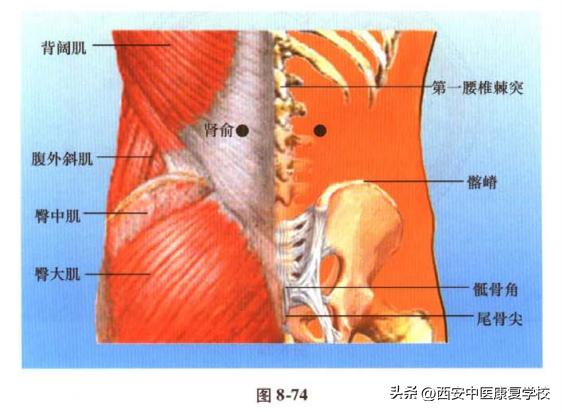 足太阳膀胱经经穴——肾俞穴