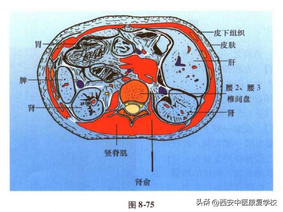 足太阳膀胱经经穴——肾俞穴