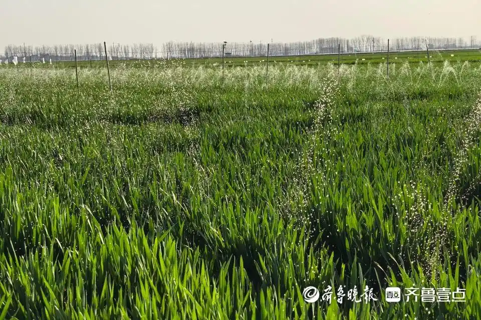 高教瞭望｜和大学生一起种小麦，种粮大户为啥“认赌服输”