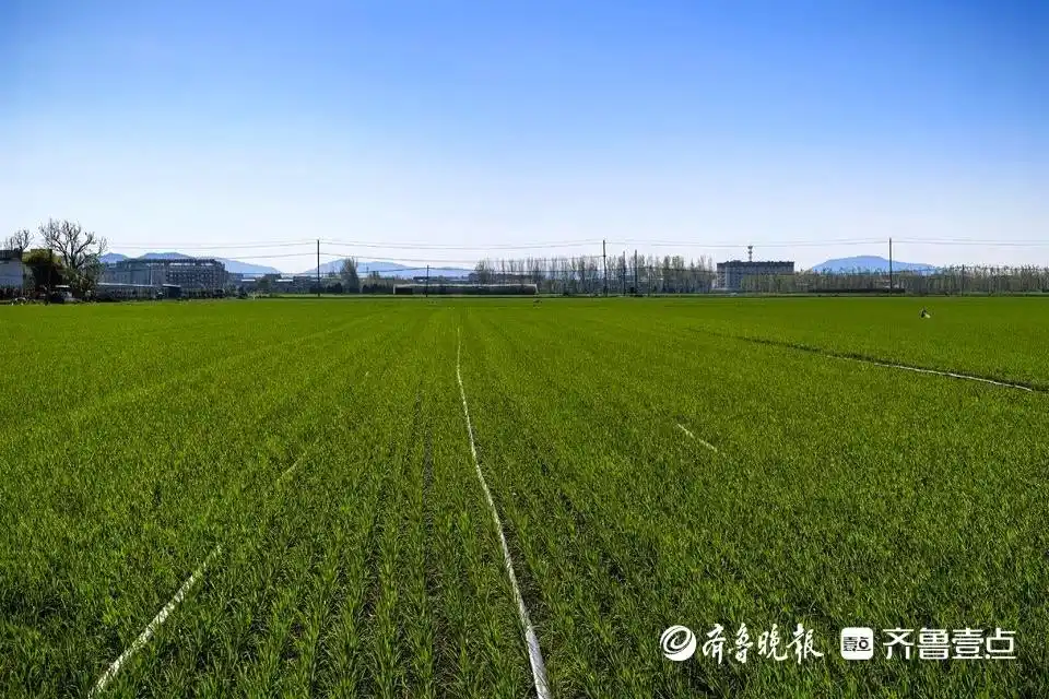 高教瞭望｜和大学生一起种小麦，种粮大户为啥“认赌服输”