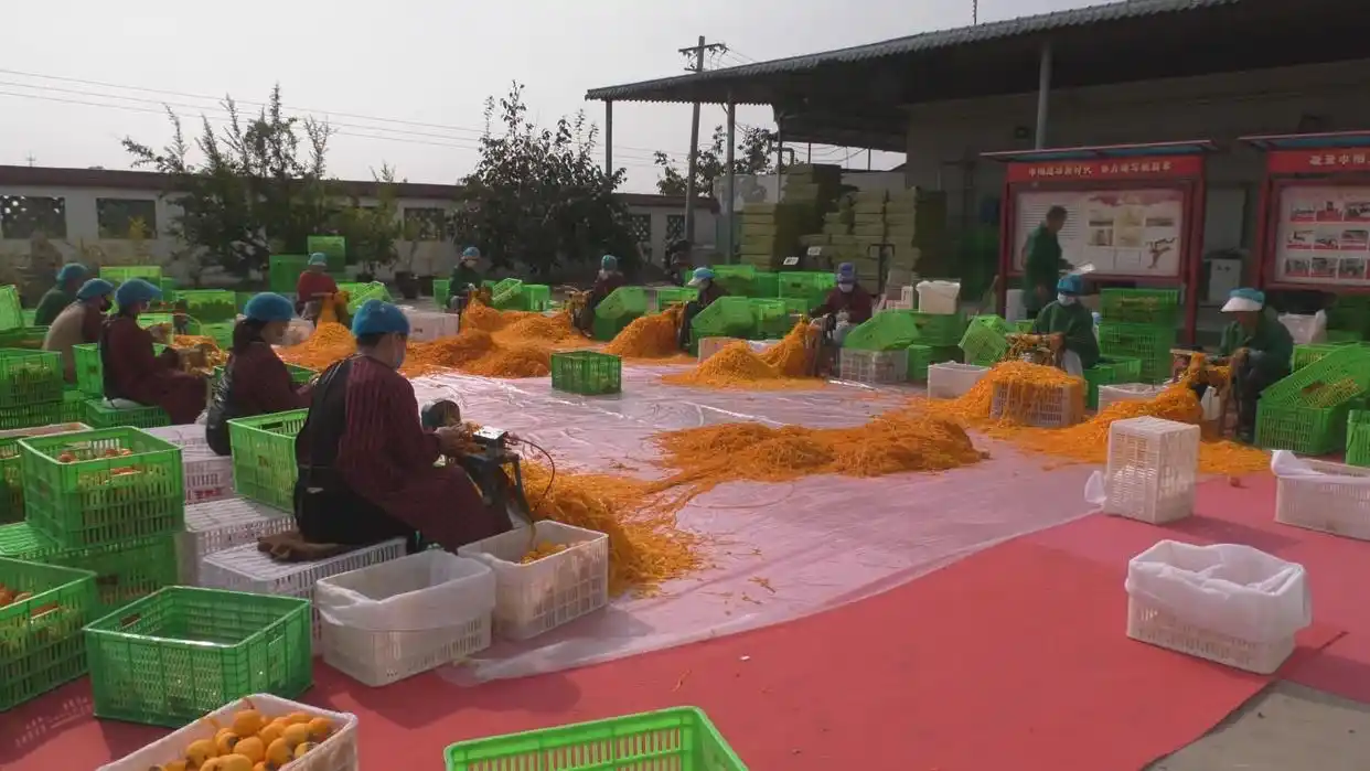 陕西富平县：多措并举 推动柿子产业高质量发展