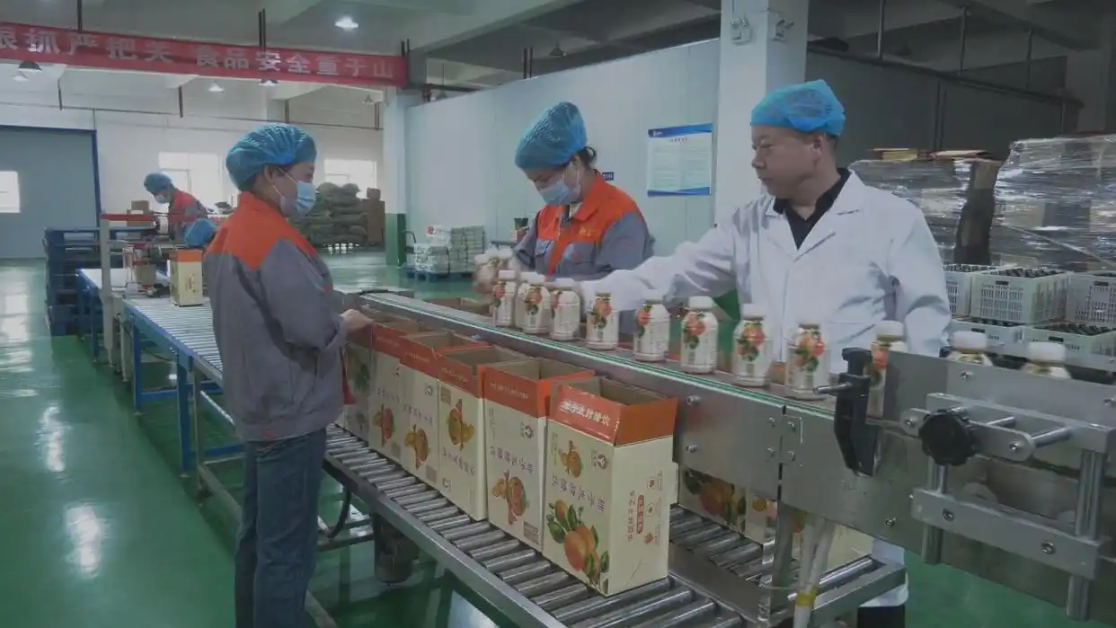 陕西富平县：多措并举 推动柿子产业高质量发展