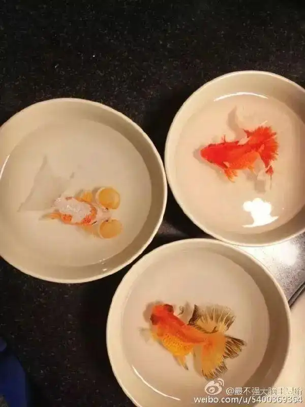 清华毕业不上班，养个女儿不上学，这个大脑最“性感”的男人把日子过成了诗