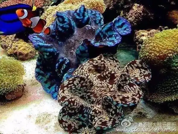 清华毕业不上班，养个女儿不上学，这个大脑最“性感”的男人把日子过成了诗